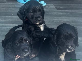 Cocker Spaniel dogs - Advert 21