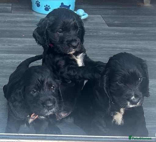 Cocker Spaniel dogs - Advert 3