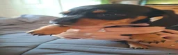 Miniature Dachshund dogs for sale: Miniature Dachshund puppies - Advert 3