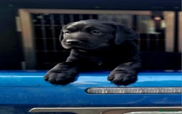 Labrador Retriever dogs for sale: Chunky black labrador girl available  - Image 14
