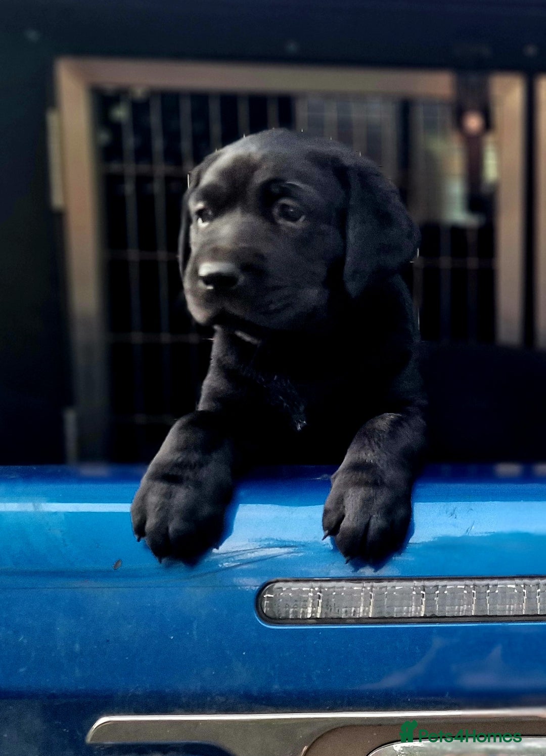 Labrador Retriever dogs for sale: Chunky black labrador girl available  - Image 14