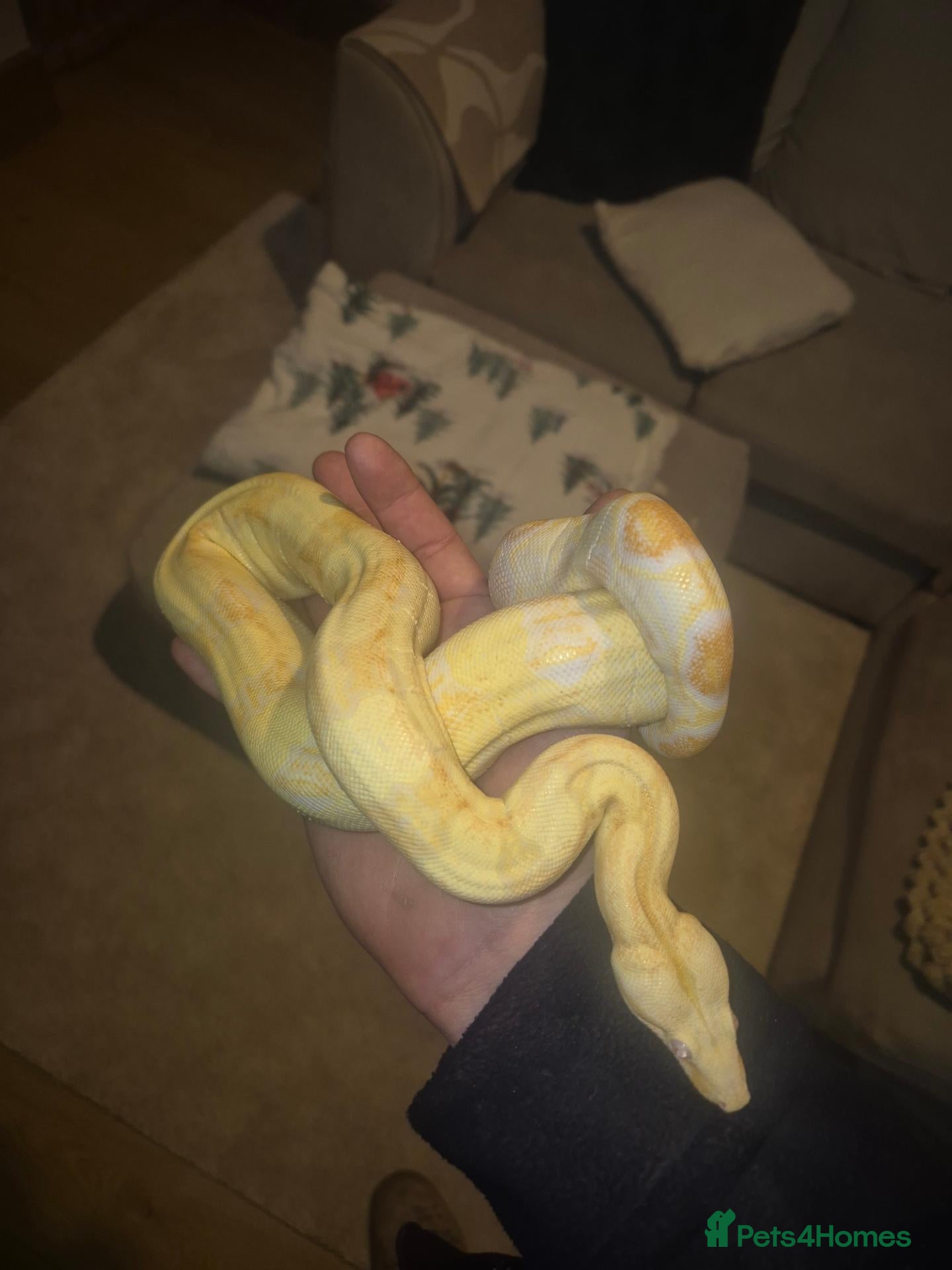 Boa Snake reptiles Female sunglow boa - Advert 1