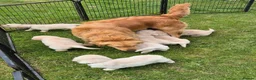 Golden Retriever dogs for sale: KC GOLDEN RETRIEVER PUPS SHOW CHAMPION PEDIGREE  - Advert 3