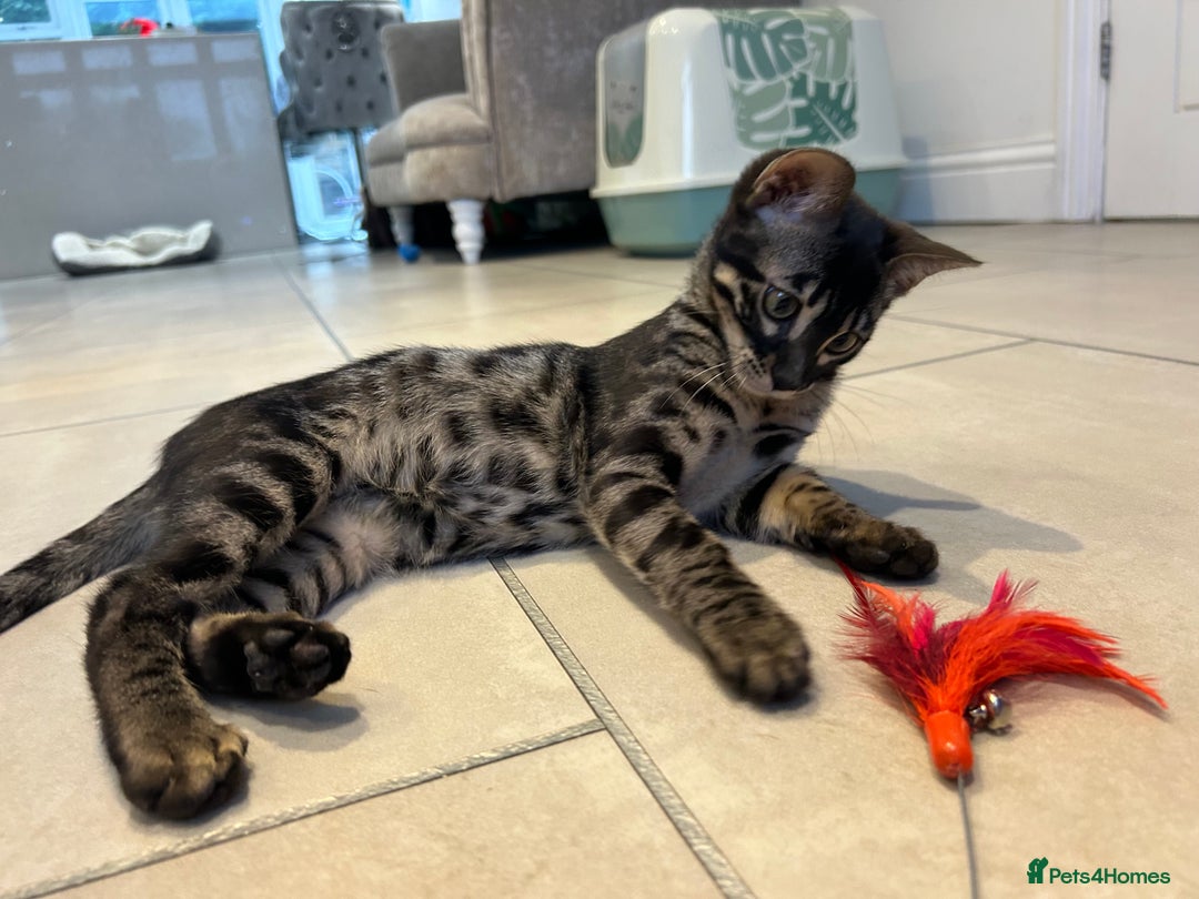 Bengal cats for sale: Stunning Charcoal Female Bengal Kitten - TICA - Advert 29