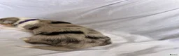 Australian Shepherd dogs for sale: Australia shepherd kc puppies 4 girls  - Advert 8
