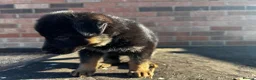 German Shepherd dogs for sale: Black & Red Show line German Shepherd in Bedford - Advert 8
