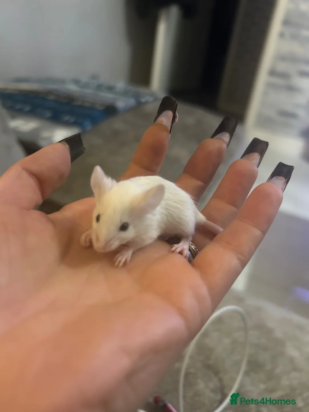 Mouse rodents for sale: Fancy mice for sale in Newcastle upon Tyne - Advert 1