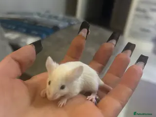 Mouse rodents Fancy mice for sale - Advert 7