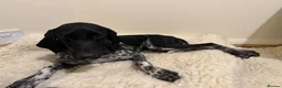 Pointer dogs for adoption: Oreo is looking for her forever home  in Humbie - Advert 13