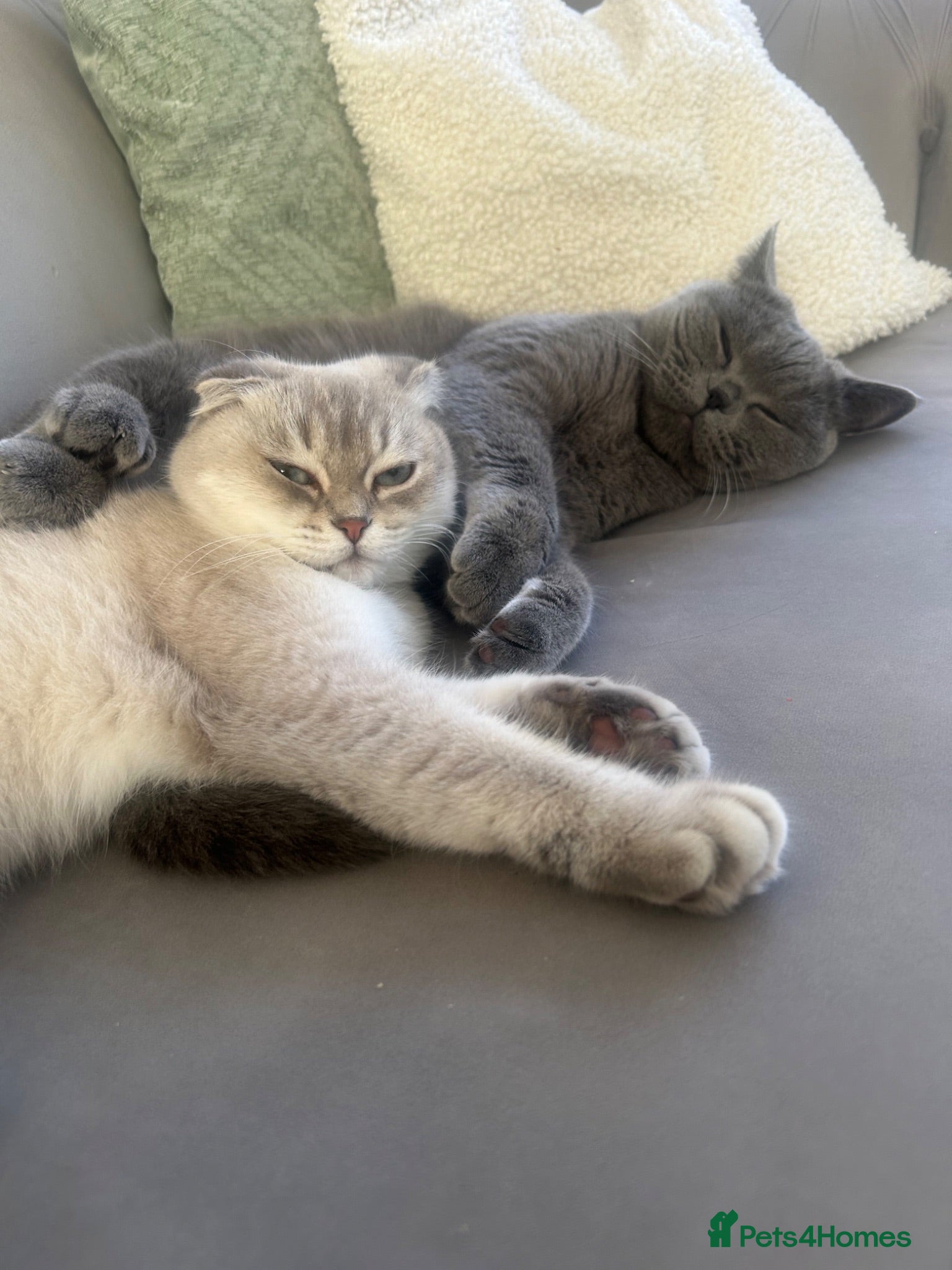 British Shorthair cats Two beautiful cats for rehoming  - Advert 11
