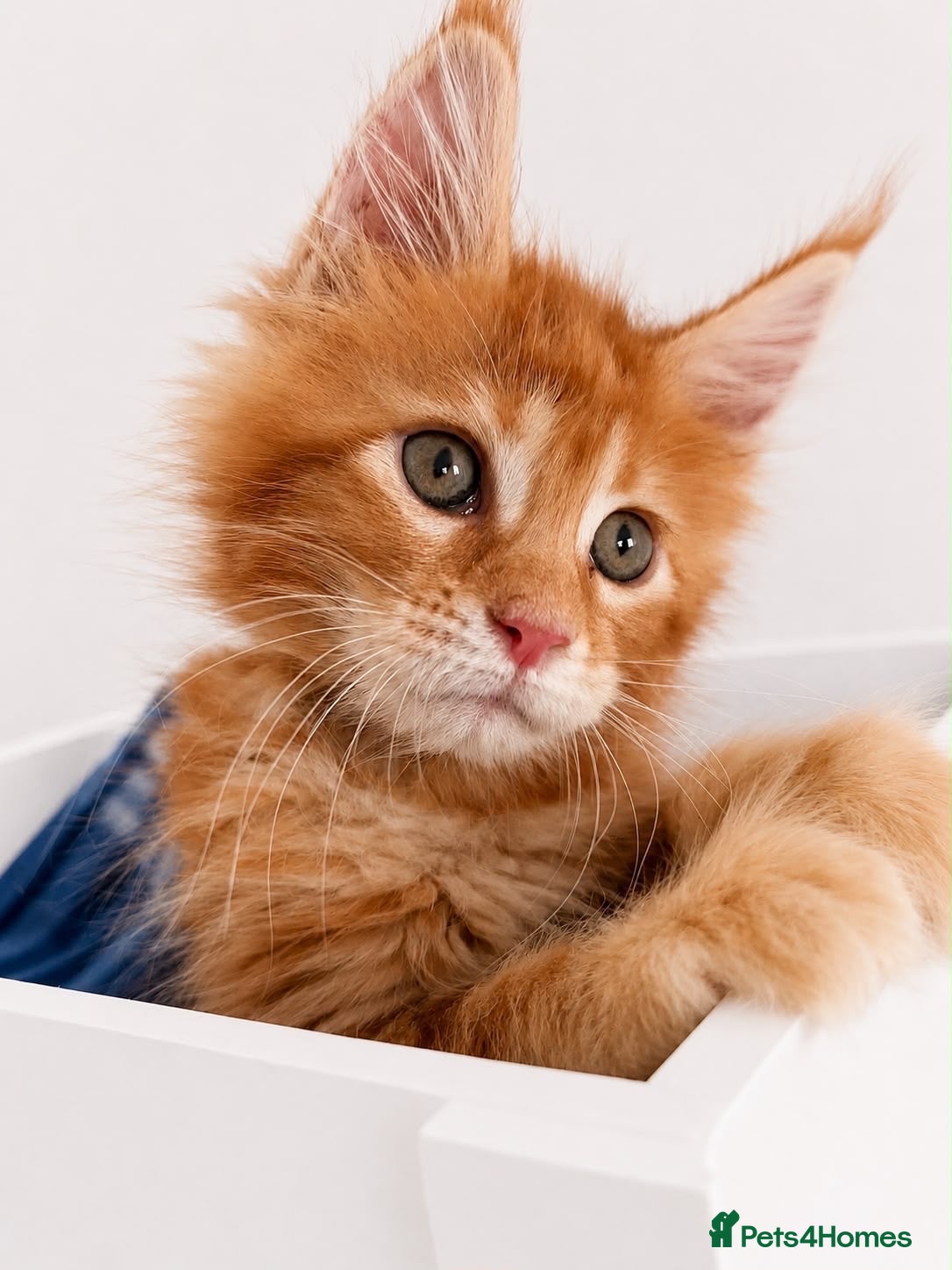 Maine Coon cats Ready Now: TICA Enabled Ginger Maine Coon Kittens  - Advert 1