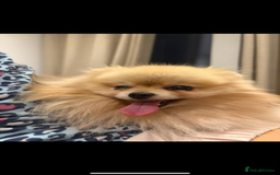 Pomeranian dogs for sale: Small cute Pomeranian  - Image 6