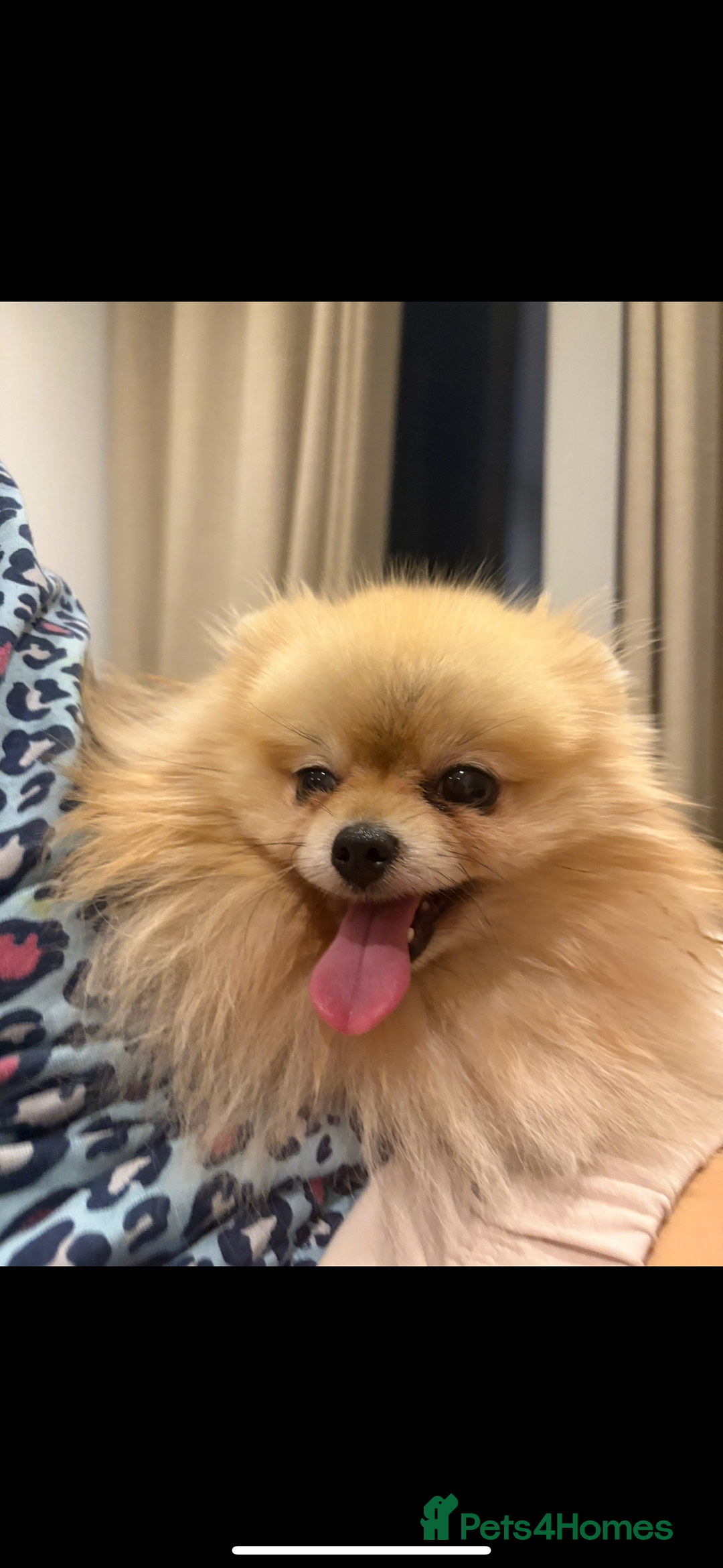 Pomeranian dogs for sale: Small cute Pomeranian  - Image 6