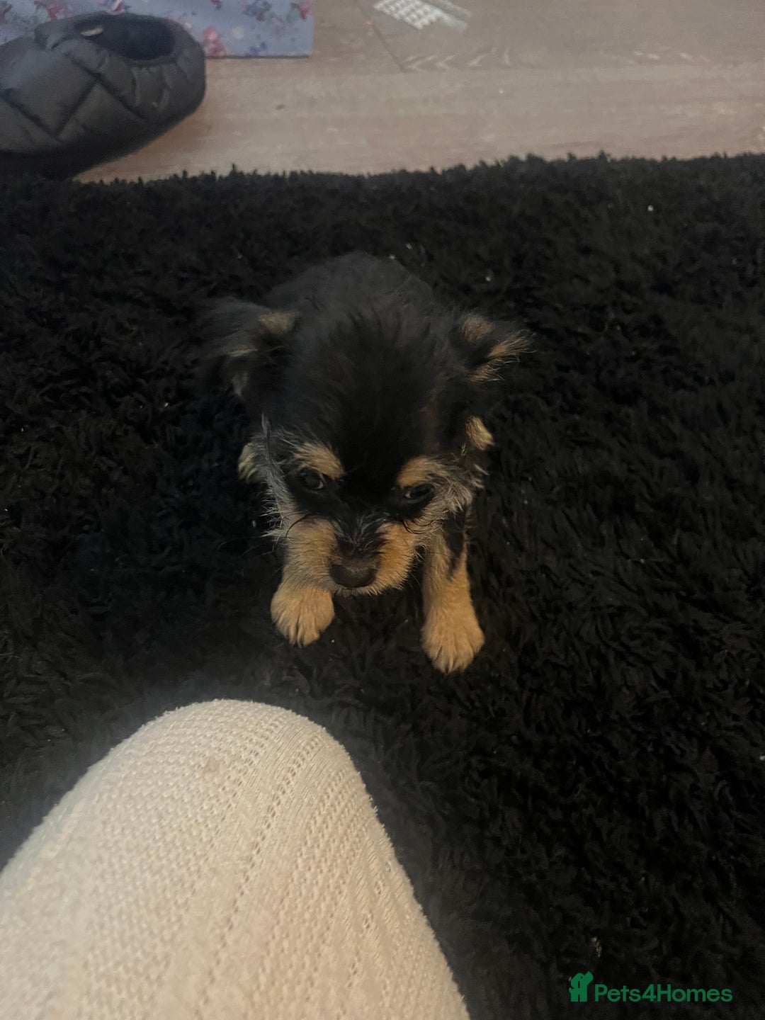 Mixed Breed dogs for sale: Jackapoo frenchy - Advert 6