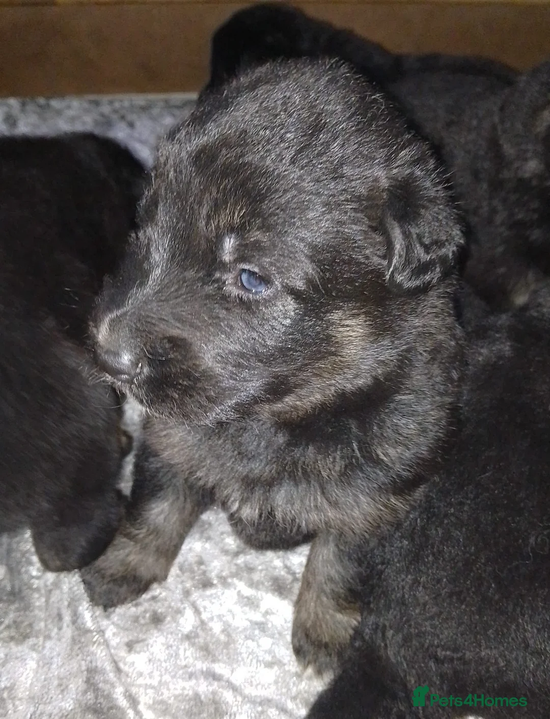 German Shepherd dogs for sale: Straight back Long coat German Shepherd pups - Advert 22