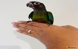 Conures birds for sale: Hand reared conures for sale - Image 13