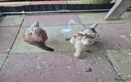 Chickens poultry for sale: Hint hen and 2 brazil chicks - Image 7