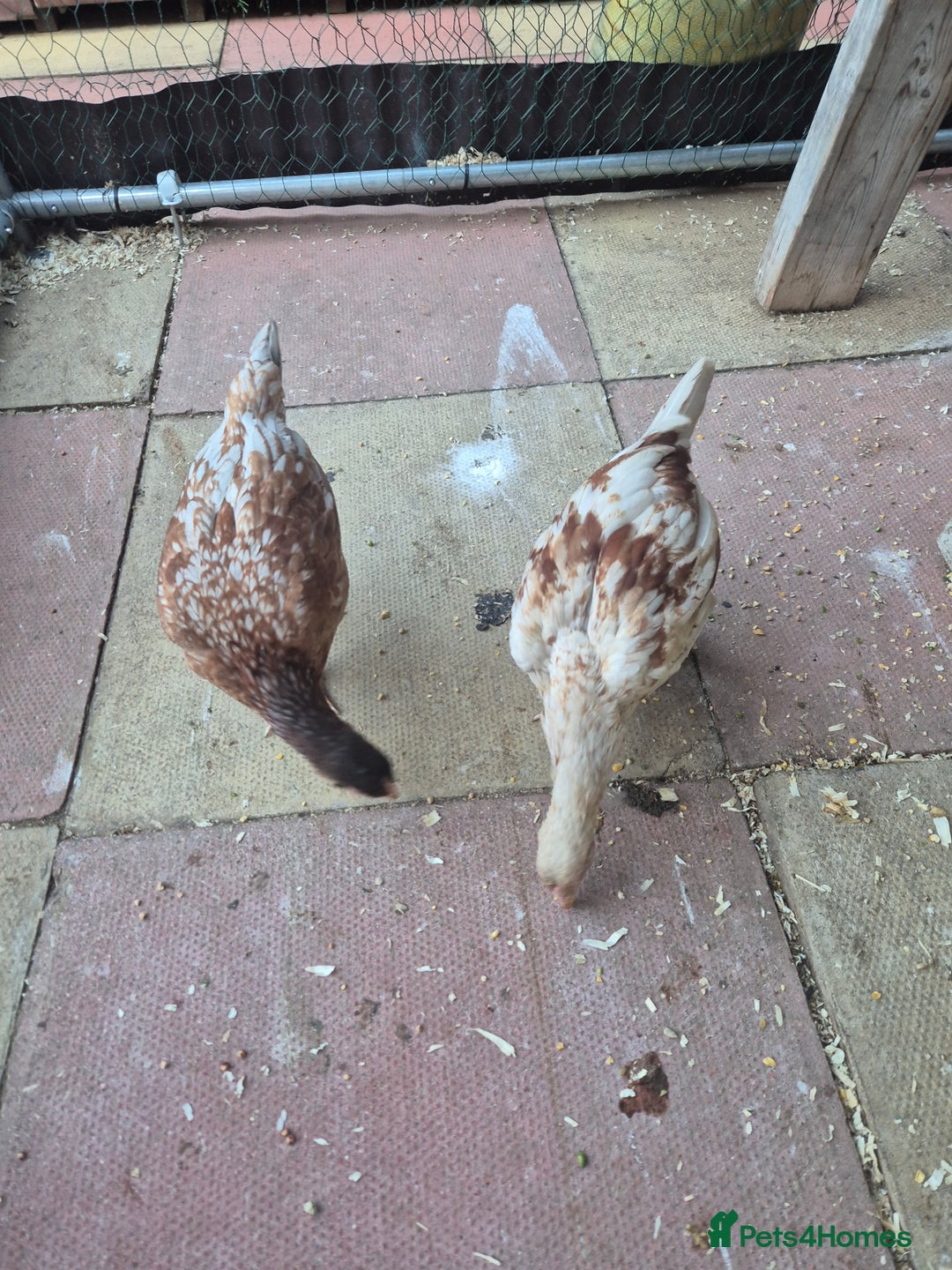 Chickens poultry for sale: Hint hen and 2 brazil chicks - Image 7