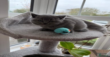 British Shorthair cats - Advert 13