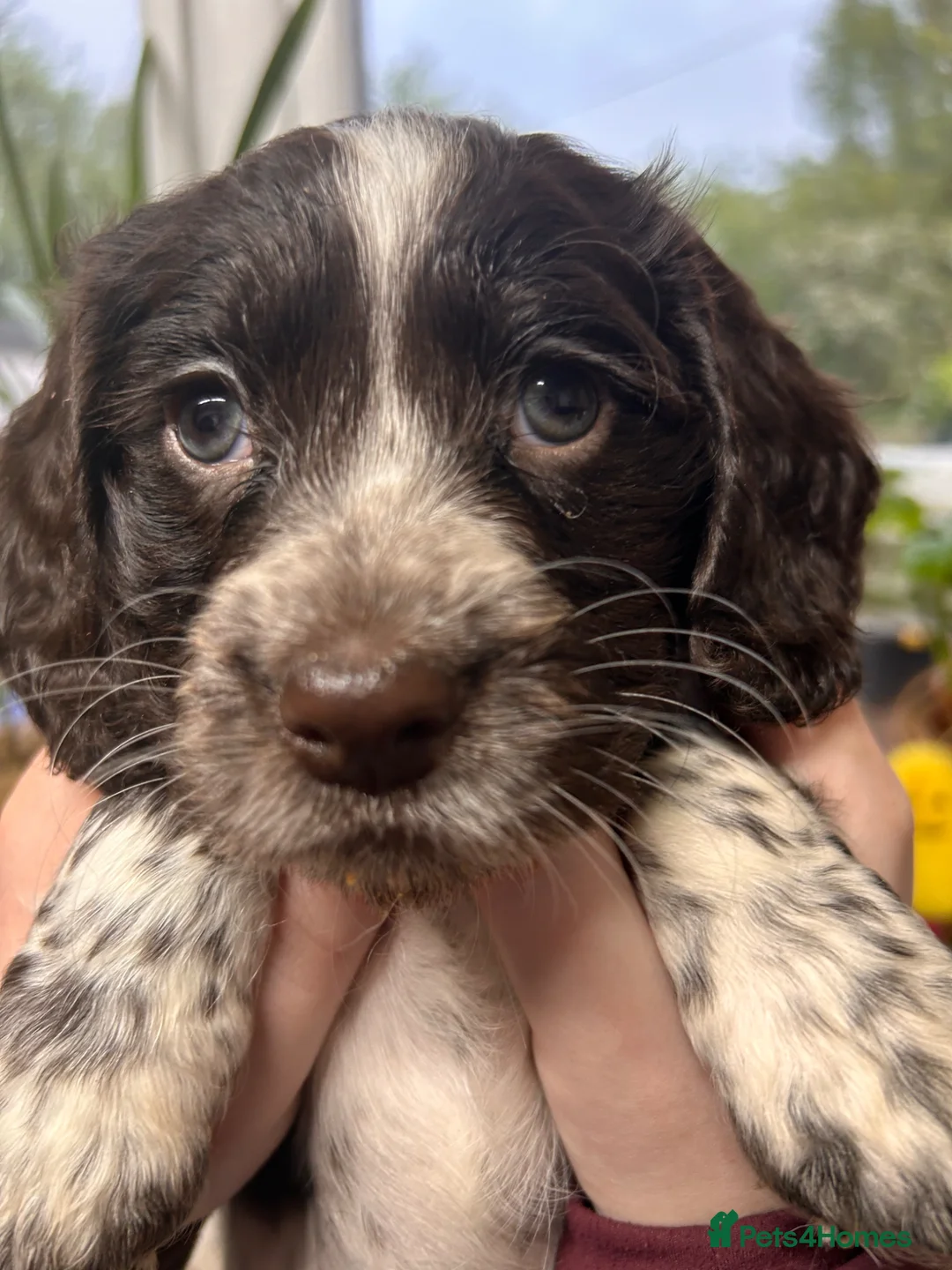 Cocker Spaniel dogs for sale: Blue Roan and Liver Roan Cocker Spaniels for Sale  - Advert 1