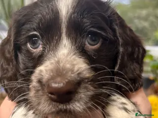 Cocker Spaniel dogs Blue Roan and Liver Roan Cocker Spaniels for Sale - Advert 2