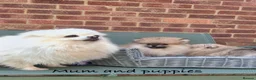 Pomeranian dogs for sale: Pure Teddy🐻Tiny🐾Outstanding 🏆 - Advert 19