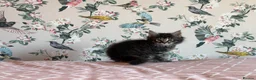 Maine Coon cats for sale: 4 beautiful playful Maine Coon kittens  in Glastonbury - Advert 21