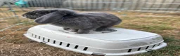 Mini Lop rabbits for sale: Mini lop for rehoming  - Advert 1