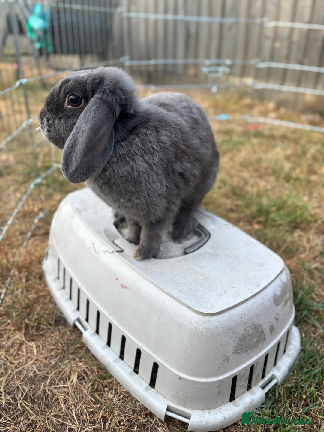 Mini Lop rabbits for sale: Mini lop for rehoming  - Advert 1
