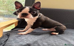 Boston Terrier dogs for sale: Kc reg true to type Boston terrier puppies - Image 9