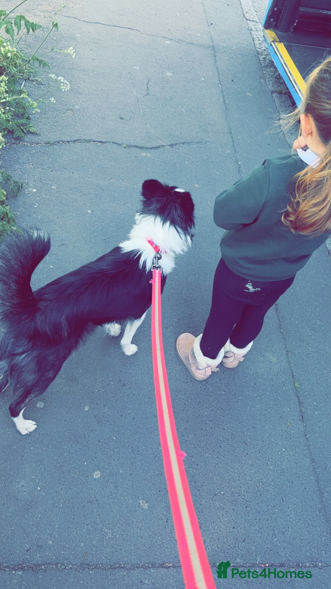 Mixed Breed dogs for sale: Female dog , 1 year.  in Ongar - Advert 2