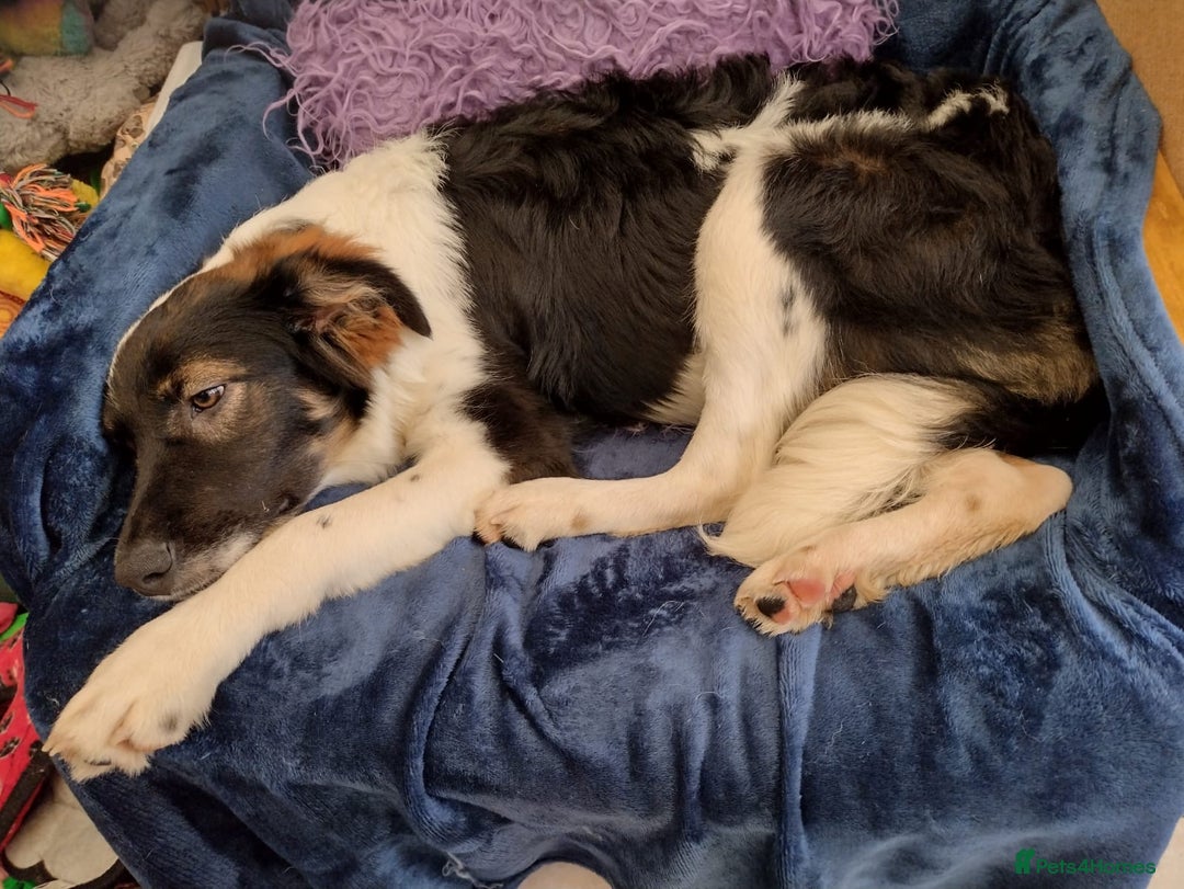 Mixed Breed dogs for adoption: Tilda  - Image 12