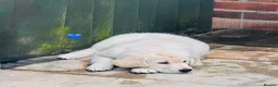 Golden Retriever dogs for sale: KC REGISTER GOLDEN RETRIEVERS PUPPIES - Advert 7