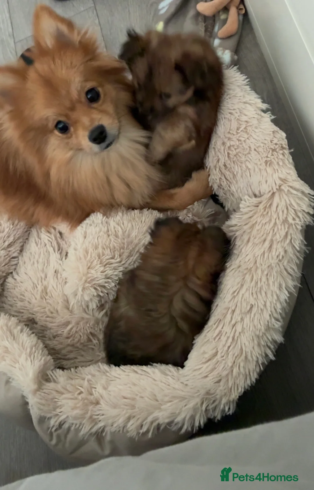 Mixed Breed dogs for sale: Yorkie Pom Girl  - Advert 2