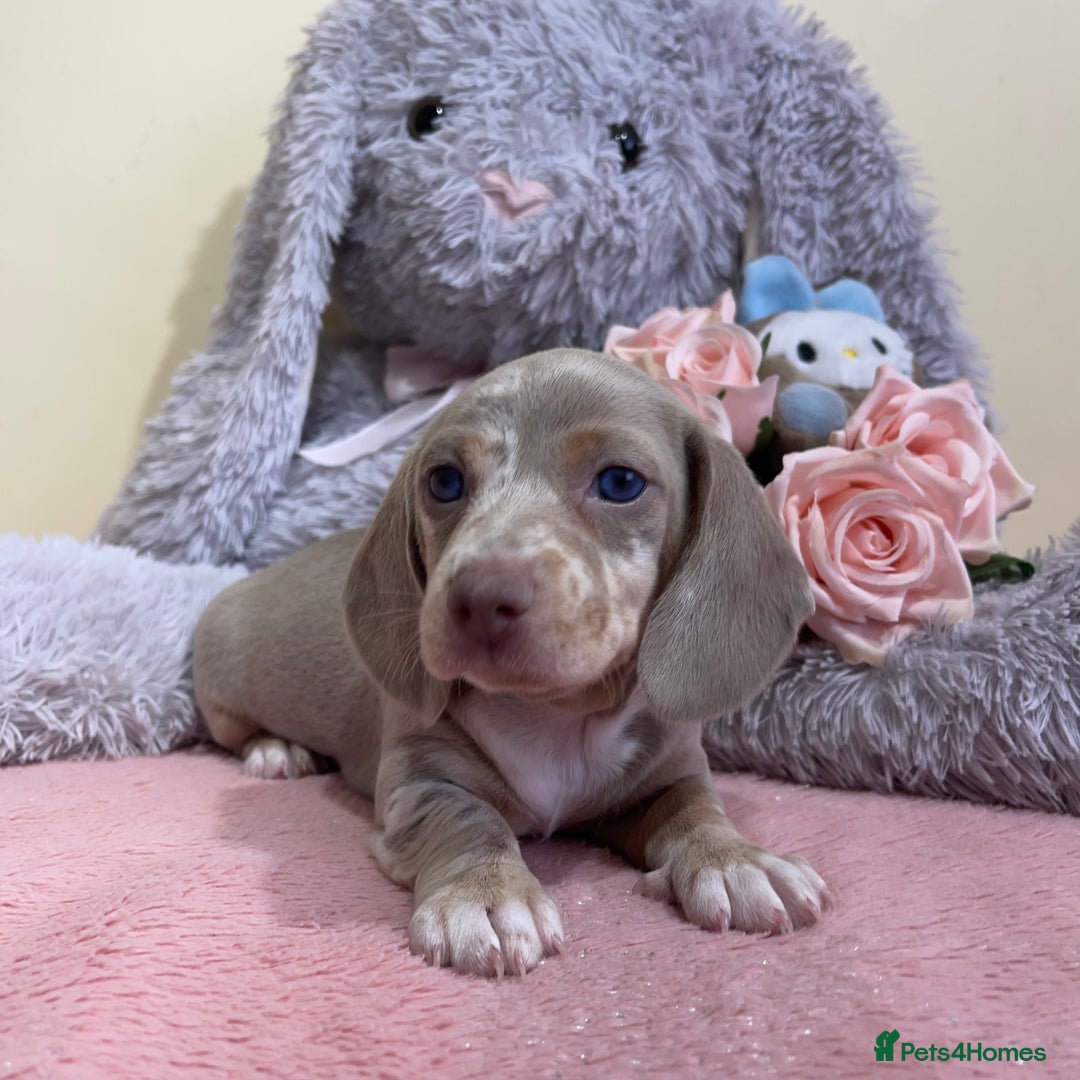 Miniature Dachshund dogs for sale: Miniature dachshund puppies  - Image 17