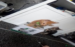 British Shorthair cats for sale: Kittens for sale! - Image 1