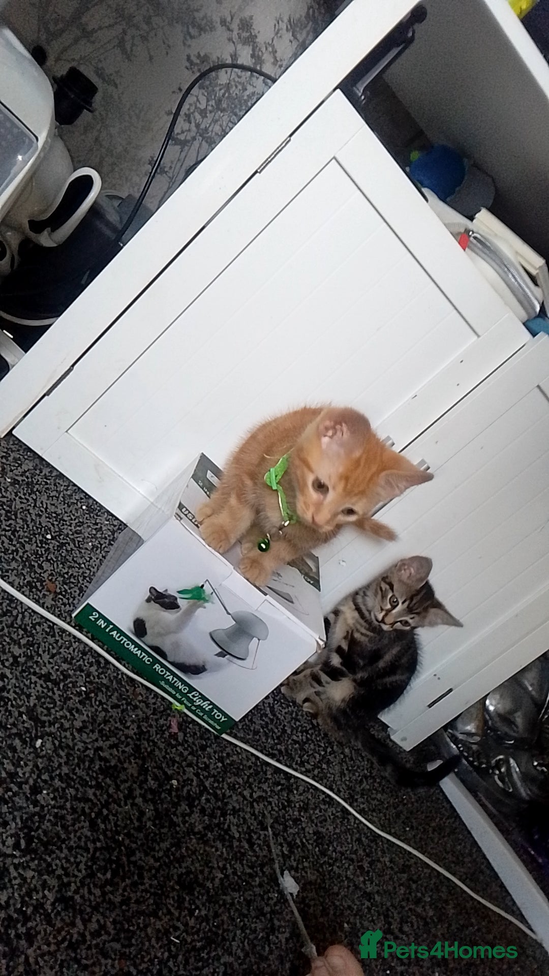 British Shorthair cats for sale: Kittens for sale! - Image 1