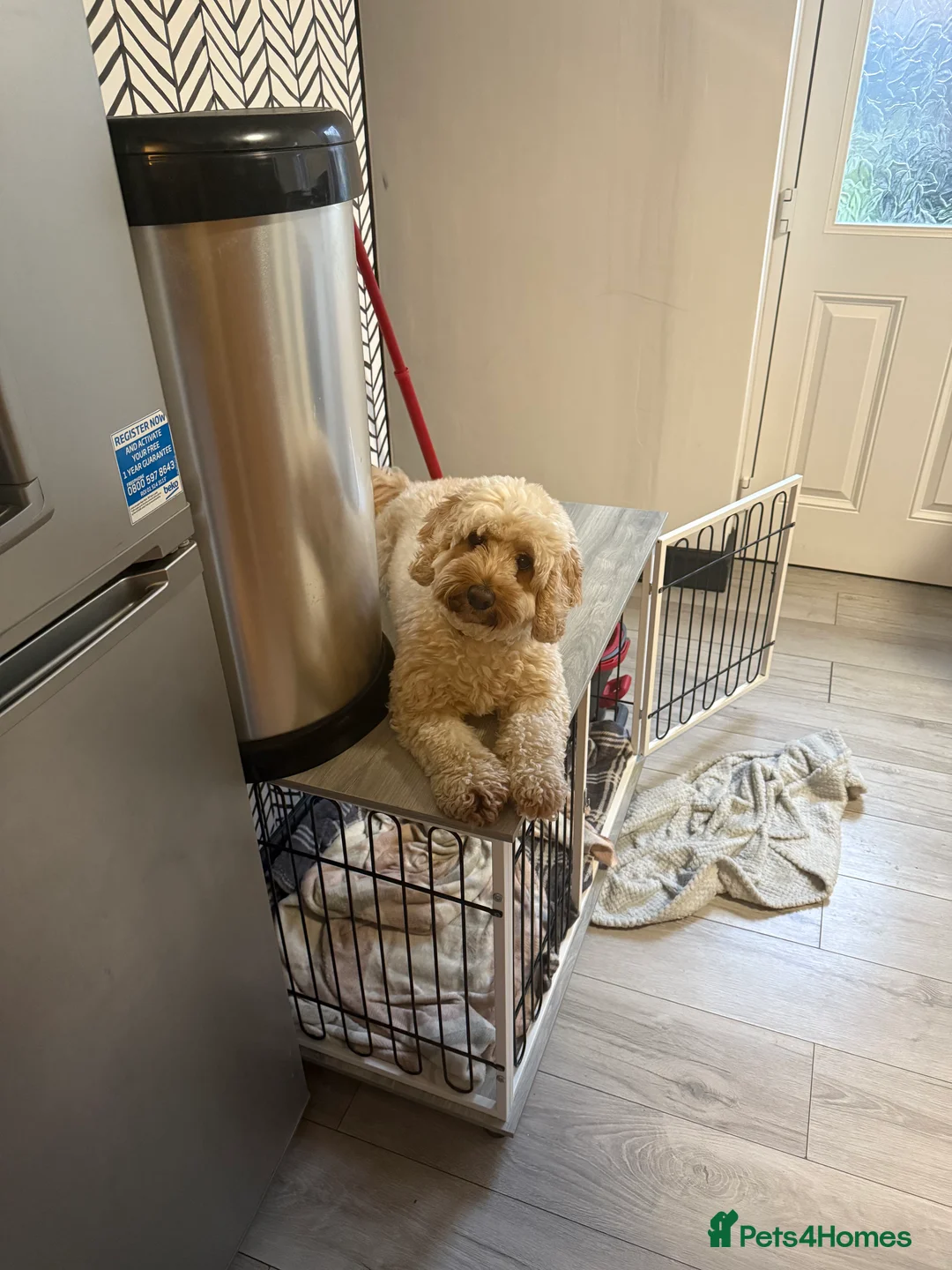 Cockapoo dogs for sale: 3 year old female cockapoo looking for loving home - Advert 2