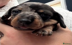 Miniature Dachshund dogs for sale: Venus is a mama to 5! - Image 21