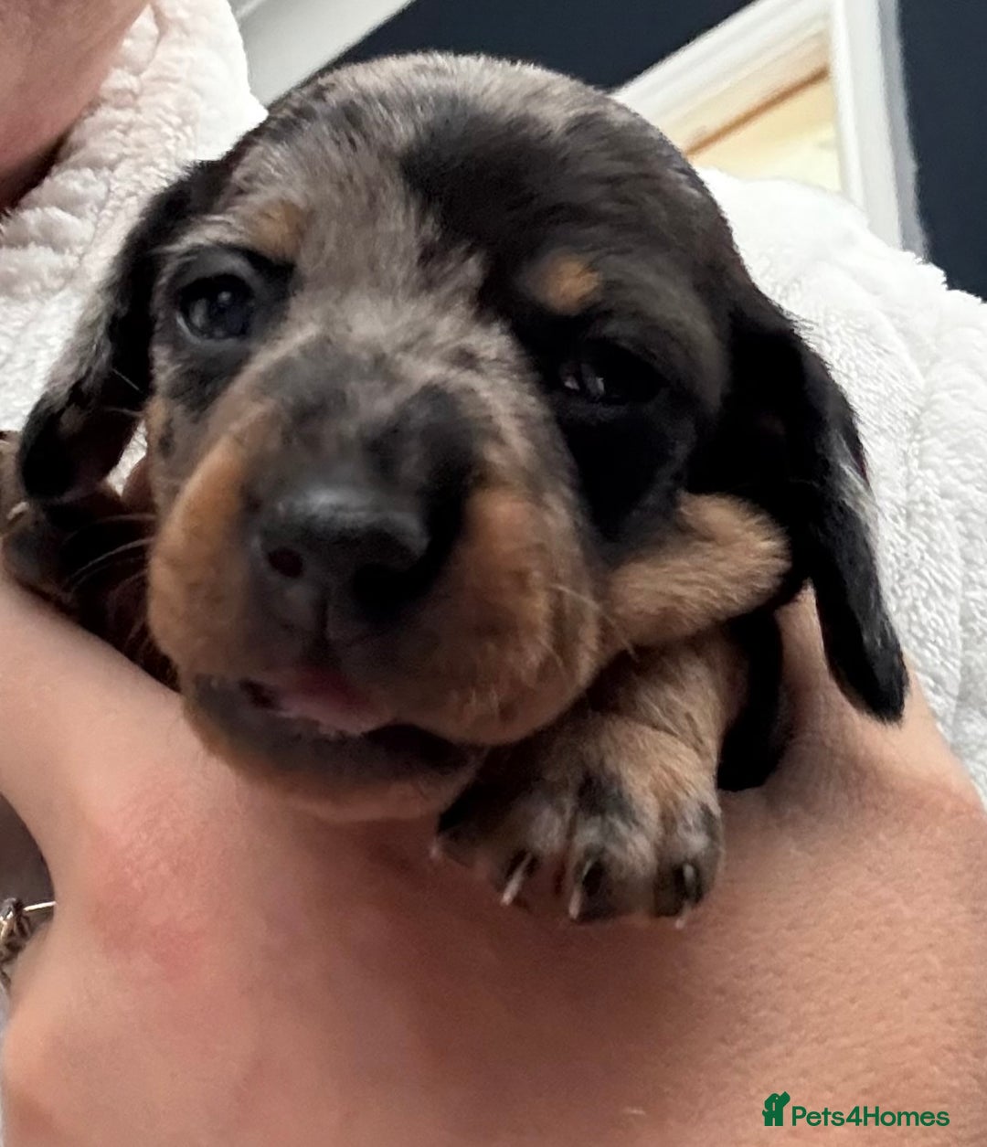 Miniature Dachshund dogs for sale: Venus is a mama to 5! - Image 21