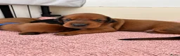 Mixed Breed dogs for sale: Irish setter cross Doberman puppies - Advert 8