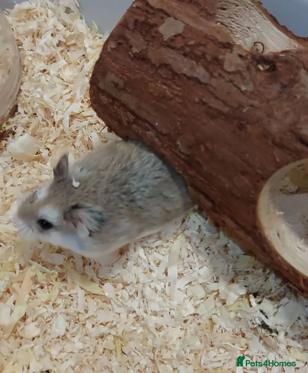 Hamster rodents for sale: A cute male hamster in Milton Keynes - Advert 2