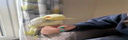 Cockatiels birds for sale: Looking for loving home & caring home  in Devizes - Advert 3