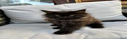Maine Coon cats for sale: 2 Maine coon males  - Advert 4