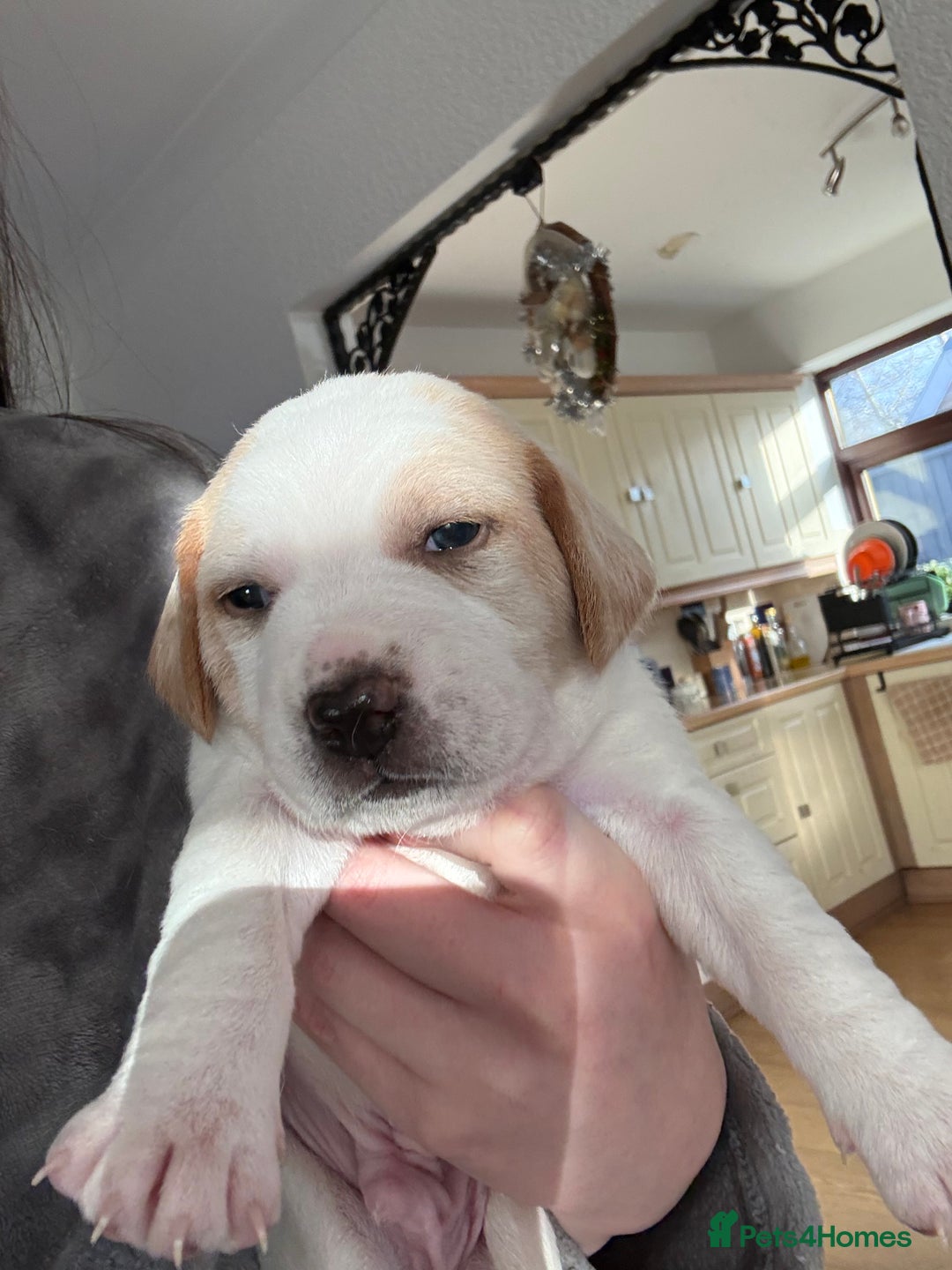 Mixed Breed dogs for sale: Beagle x Parson Russell Terrier Puppies - Advert 7