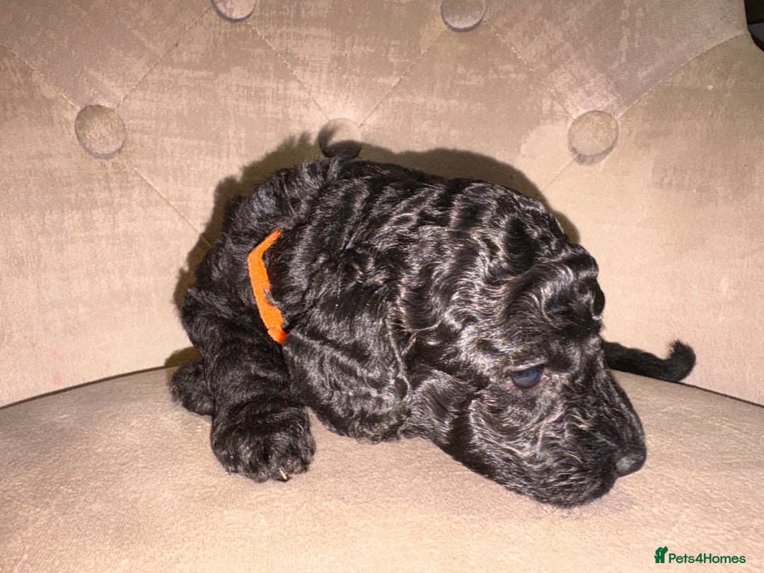 Cockapoo dogs for sale: Beautiful litter of 10 Cockapoo pups  - Advert 24