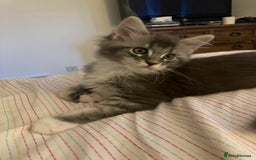 Maine Coon cats for sale: TICA Registered Maine Coons - Image 10