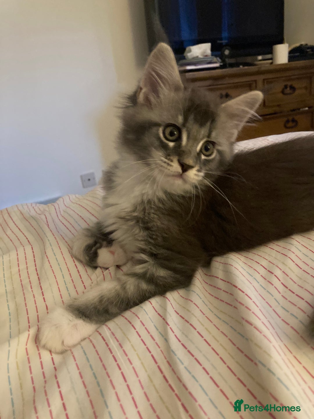Maine Coon cats for sale: TICA Registered Maine Coons - Image 10