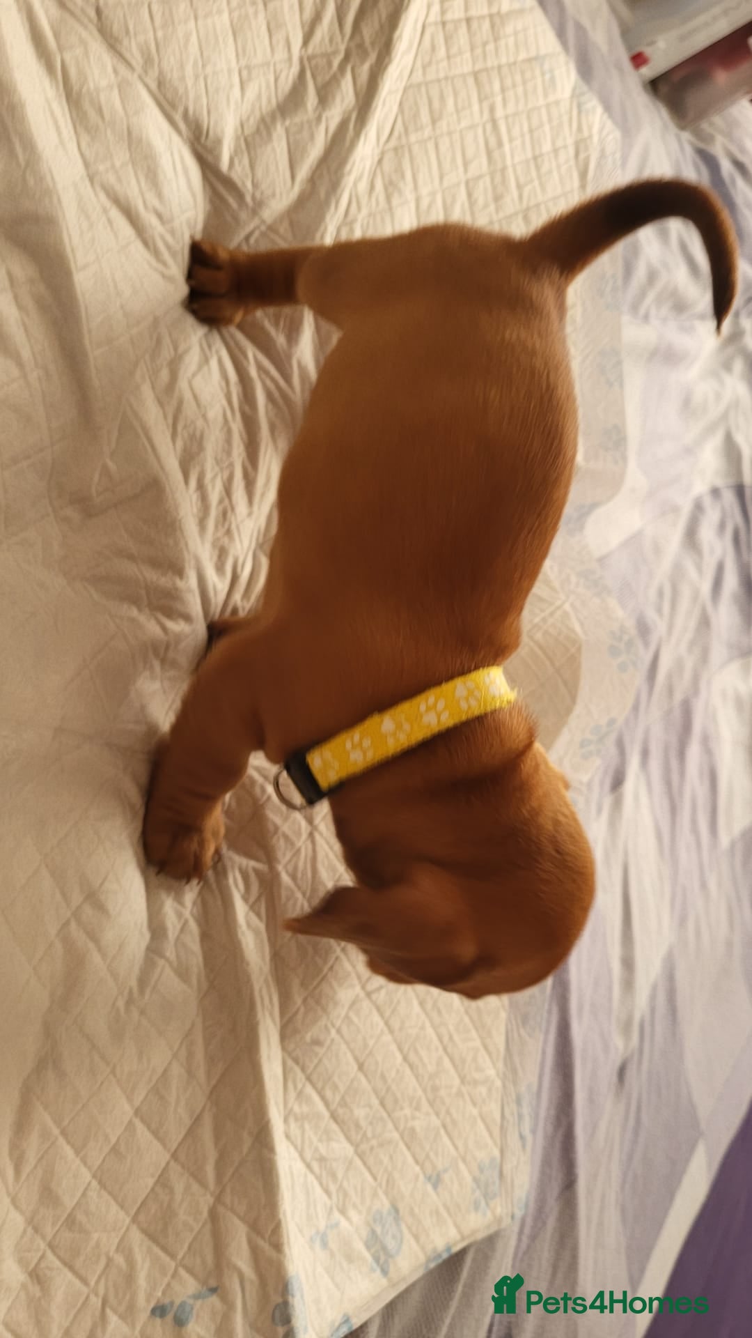 Dachshund dogs for sale: Smooth Haired Dachshund puppies - Advert 25