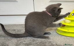 Russian Blue cats for sale: Russian Blue Kittens  - Image 15